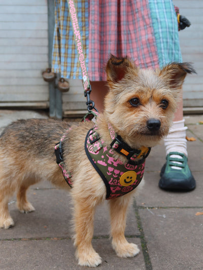 Happy Sad Khaki Dog Harness